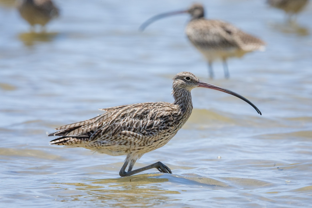 Shorebirds