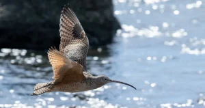 Shorebirds