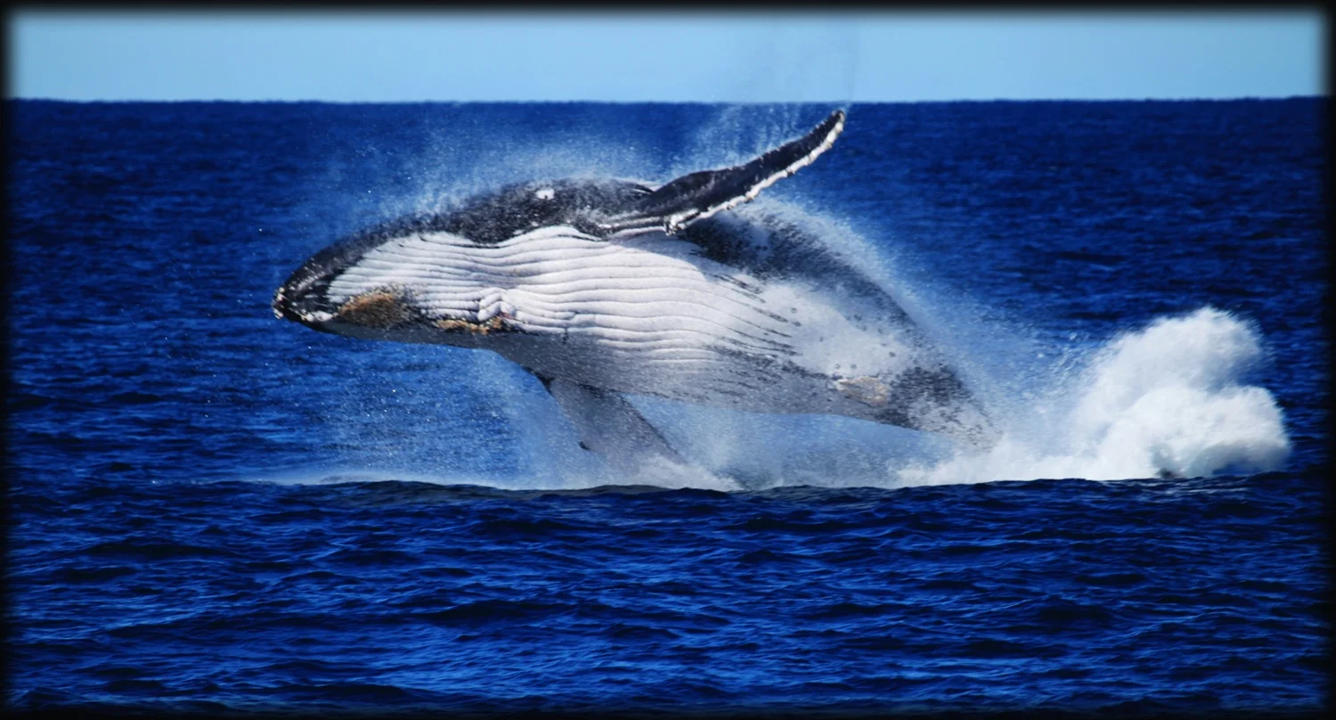 Moreton Bay whales