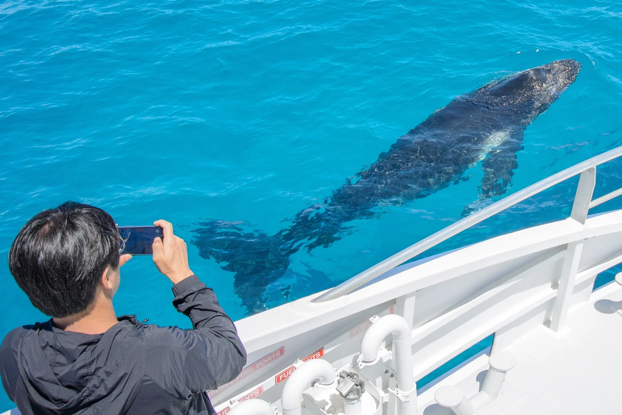 Brisbane Whale Watching