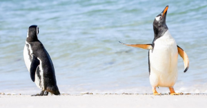 wildlife