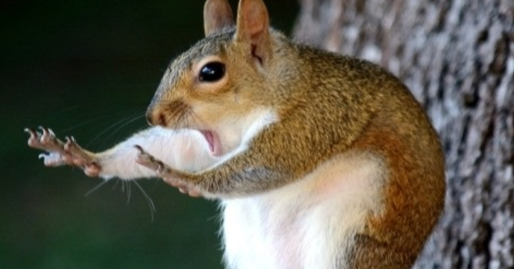 wildlife