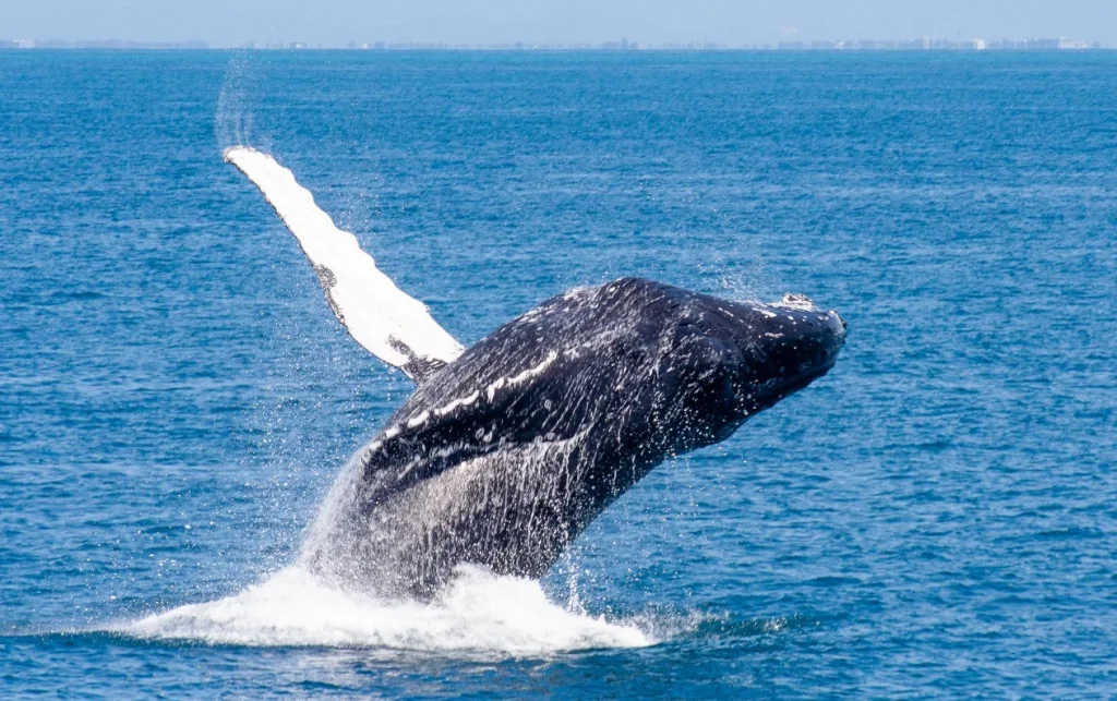 Brisbane Whale Watching