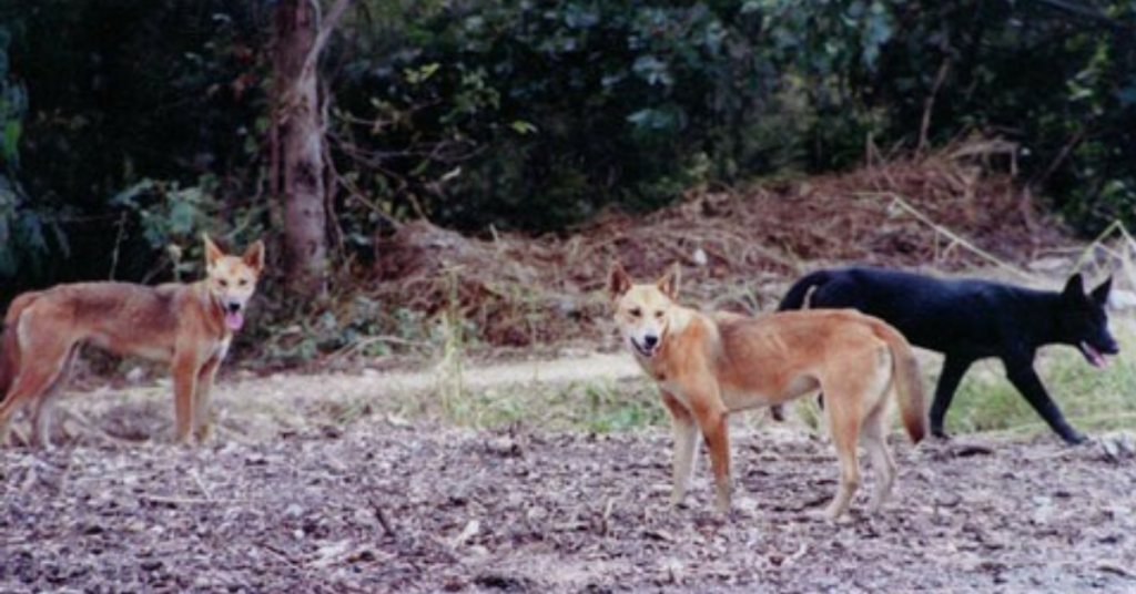 dog