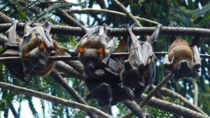Flying Foxes in Moreton Bay